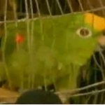 Παπαγάλος εκτελούσε χρέη τσιλιαδόρου!