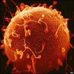 Λιγότερα σπερματοζωάρια έχουν οι παχύσαρκοι άνδρες