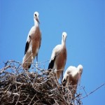 Τεχνητές φωλιές για πελαργούς από τη ΔΕΗ