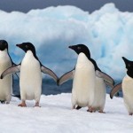 Οι πομποί βλάπτουν τους πιγκουίνους