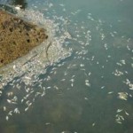 pinios_small Η Ειδική Υπηρεσία Επιθεωρητών Περιβάλλοντος έκανε 23 περιβαλλοντικούς ελέγχους στον Πηνειό και σε 19 περιπτώσεις διαπιστώθηκαν παραβιάσεις.