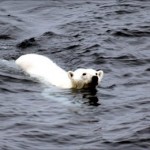 Πολική αρκούδα κολύμπησε ασταμάτητα για εννέα μέρες και διένυσε συνολικά 687 χιλιόμετρα!
