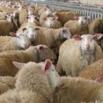 probata_small Κρούσματα ασθένειας του άνθρακα σε πρόβατα στη Βουλγαρία