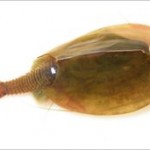 «Γαρίδα – δεινόσαυρος» ηλικίας 220 εκατομμυρίων ετών!