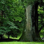 Σχέδιο για την προστασία των δασών