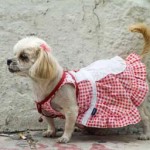 Αγορά επίσημων ρούχων για σκυλιά!