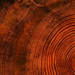 Η άνοδος και η πτώση της Ρώμης όπως καταγράφηκε στα δέντρα