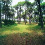 Εκστρατεία καθαρισμού στο δάσος του Σέιχ Σου