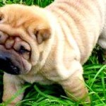 Λίφτινγκ σε σκυλάκι!