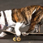 skylos_skateboard_large Ένας σκύλος πάνω σε σκέιτμπορντ