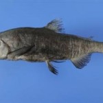 Επανεμφάνιση «εξαφανισμένου» σολομού στην Ιαπωνία