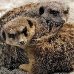 Το ερωτευμένο ζευγάρι