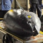 Ένας γιγαντιαίος τόνος πωλήθηκε 300.000 ευρώ!