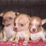 Τυχερά τσιουάουα κληρονόμησαν 3 εκατομμύρια δολάρια 