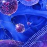 vlastokuttara_large Βλαστοκύτταρα σώζουν ασθενή με εγκεφαλικό