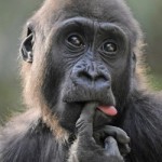 Έρευνα «αθωώνει» τους χιμπατζήδες για τη μετάδοση της ελονοσίας στον άνθρωπο