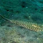 xtapodi_psari_large Χταπόδι που μεταμορφώνεται σε ψάρι για να επιβιώσει