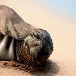 Το φετινό «Κόκκινο βιβλίο των απειλουμένων ζώων της Ελλάδας» της Ελληνικής Zωολογικής Eταιρείας προειδοποιεί ότι 468 είδη ζώων απειλούνται με εξαφάνιση.