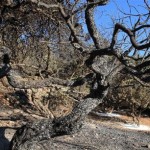 146.000 στρέμματα αφάνισε η καταστροφική πυρκαγιά στη Χίο