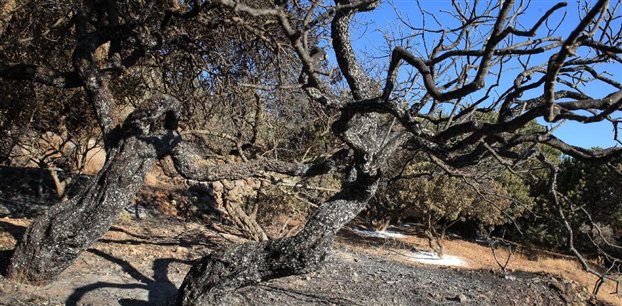 146.000 στρέμματα αφάνισε η καταστροφική πυρκαγιά στη Χίο