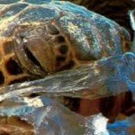 Πλαστική σακούλα: ένα θανατηφόρο γεύμα