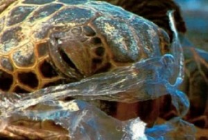 Πλαστική σακούλα: ένα θανατηφόρο γεύμα