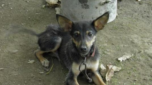 Καταδίκη ηθικού αυτουργού για βασανισμό ζώου