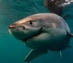 40χρονος ψαράς βοήθησε καρχαρία στη διαδικασία του τοκετού!