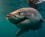 40χρονος ψαράς βοήθησε καρχαρία στη διαδικασία του τοκετού!