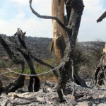 Στάχτη το 40% των μαστιχοκαλλιεργειών στη Χίο