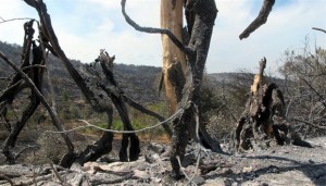 Στάχτη το 40% των μαστιχοκαλλιεργειών στη Χίο