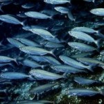 Ψάρια με ραδιενέργεια σε επίπεδα ρεκόρ κοντά στη Φουκουσίμα