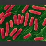 Δύο ακόμη νεκροί στη Γερμανία από το βακτήριο E.coli