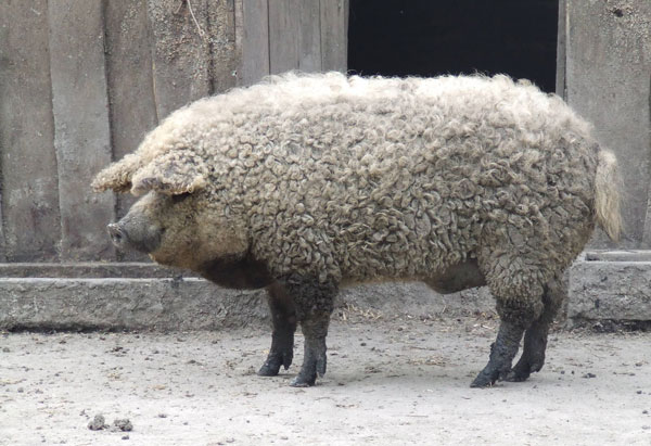 Mangalitsa: Το αστείο....γουρουνοπρόβατο!