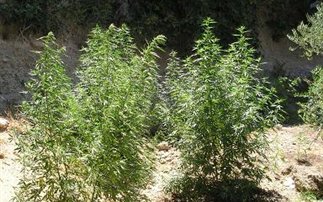 Φυτεία με 740 δενδρύλλια χασίς στην Ηλεία