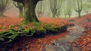 To «μυστηριώδες» δάσος στη βόρεια Ισπανία!