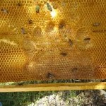 Tρυποφοβία: Η πιο κοινή φοβία που δεν έχετε ακούσει ποτέ!