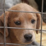 Παζάρι για τα αδέσποτα