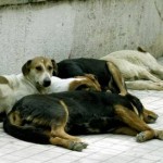 Βοηθάμε τα αδέσποτα του Χαλανδρίου