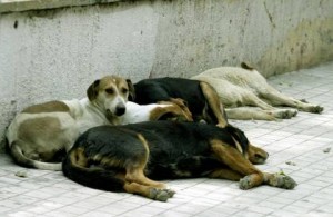 Βοηθάμε τα αδέσποτα του Χαλανδρίου