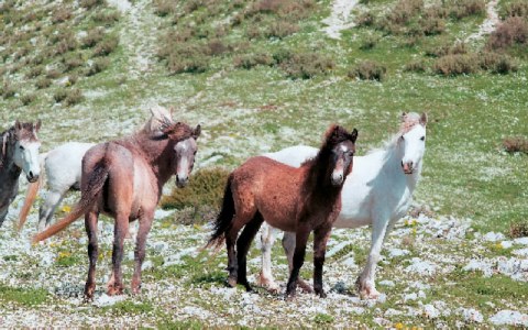 Τα άγρια άλογα επιστρέφουν στο Σούλι