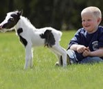 Einstein, το μικρότερο άλογο στον κόσμο!