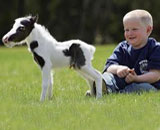 Einstein, το μικρότερο άλογο στον κόσμο!