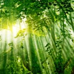 Αμαζόνιος: Αυξήθηκε η αποψίλωση των δασών