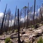 Παγώνουν οι επιδοτήσεις για αναδάσωση