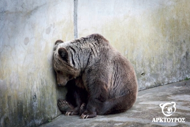 Πόσο τυχερό μπορεί να είναι ένα αιχμάλωτο ζώο;