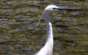 Καταγραφή όλων των εκτάσεων Natura