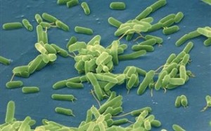 Άλλος ένας νεκρός από το θανατηφόρο βακτήριο