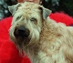 Η σκυλίτσα Beatha Lee εκλέγεται πρόεδρος Ένωσης Πολιτών