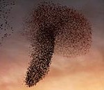 Μέλισσες διέκοψαν αγώνα!